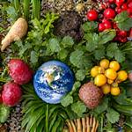 世界のさまざまな植物原料